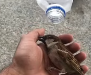 R1201006 Gorriones de rescate (Part 2)