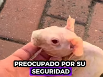 R1201002 Rescatar al hipopótamo (Part 2)