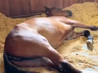 R1201007 Caballo de rescate (Parte 2)