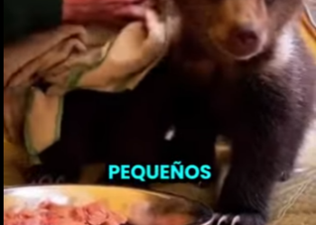 L0512001 Metió a dos OSOS SALVAJES en su tienda de campaña. (Parte 2)