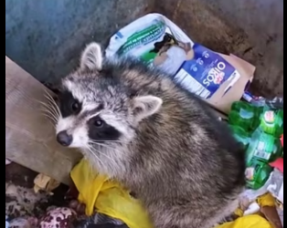 I0901009 Trash dive entry, exit strategy (Part 2)