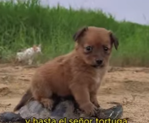 A1201005 Tiger and bear are friends (Parte 2)