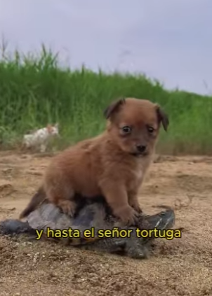 A1201005 Tiger and bear are friends (Parte 2)