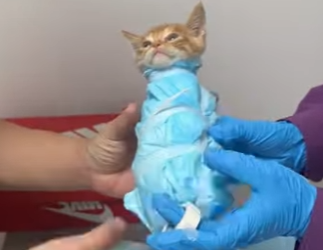 A1201003 Espero que Dios proteja estos pobres animales (Parte 2)