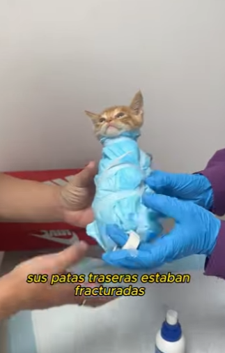 A1201003 Espero que Dios proteja estos pobres animales (Parte 2)