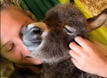 A1201002 Rescata al burrito (Parte 2)