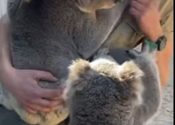 A1201006 Why does jealous koala become well behaved (Parte 2)