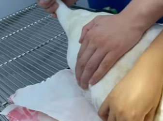 A1201007 Save goose (Parte 2)