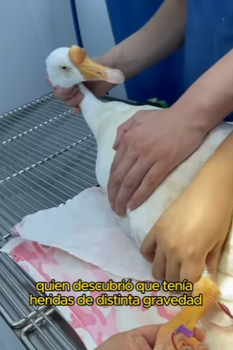 A1201007 Save goose (Parte 2)