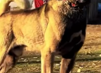 Kangal Turco vs Leopardo! (Parte 2)