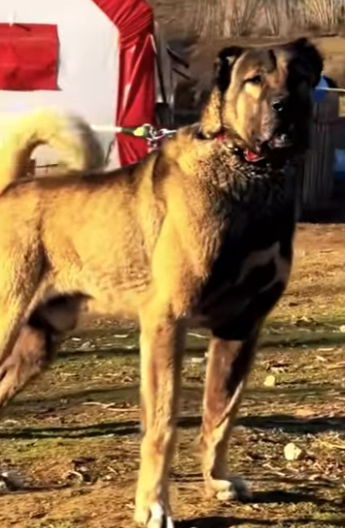 Kangal Turco vs Leopardo! (Parte 2)