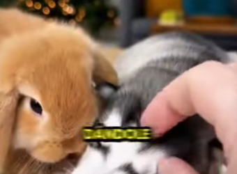 L0512004 El cachorro lo protegió en la lluvia y el resultado es IMPOSIBLE (Parte 2)