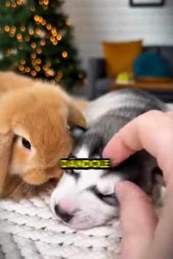 L0512004 El cachorro lo protegió en la lluvia y el resultado es IMPOSIBLE (Parte 2)