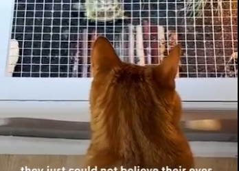 W1201003Cat Can Believe When His Mom Brings Tortoise Home(Part 2)