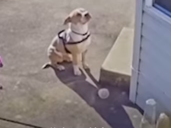 W1201005 Stray Pittie Cries Outside Their Door To Be Let In Cold (Part 2)