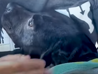 W1201007 Pregnant Stray Hugs Her Rescuer Whole Ride Home (Part 2)