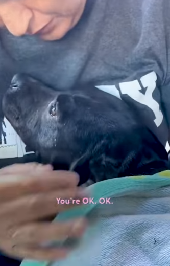 W1201007 Pregnant Stray Hugs Her Rescuer Whole Ride Home (Part 2)