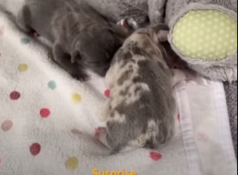 W1201006 Watch These TINY Frenchies Turn Into Chaotic Potatoes (Part 2)