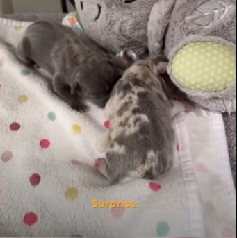 W1201006 Watch These TINY Frenchies Turn Into Chaotic Potatoes (Part 2)