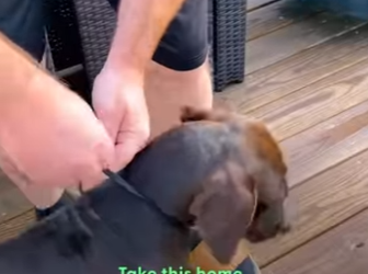 W1201004 Random Dog Keeps Coming To Couple Door, Until (Part 2)