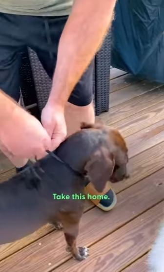 W1201004 Random Dog Keeps Coming To Couple Door, Until (Part 2)