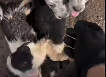 W1201002 Friends On Bike Ride Find Litter Of Abandoned Puppies (Part 2)