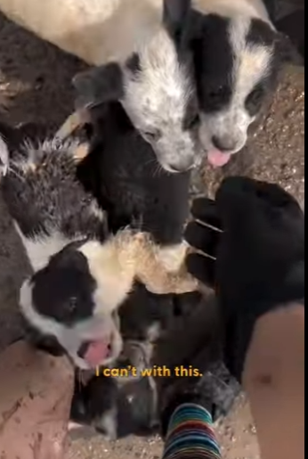 W1201002 Friends On Bike Ride Find Litter Of Abandoned Puppies (Part 2)