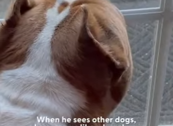 W1201001 Woman Writes Hilariously Honest Adoption Post About Foster Dog Includ (Part 2)