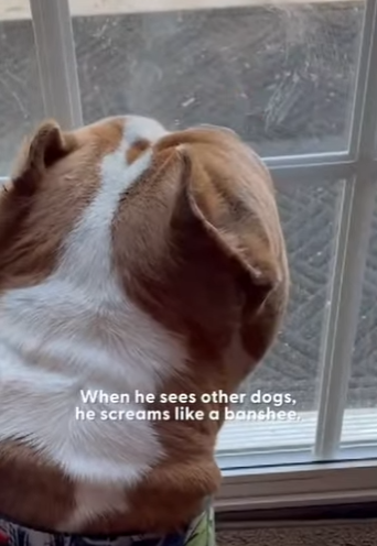 W1201001 Woman Writes Hilariously Honest Adoption Post About Foster Dog Includ (Part 2)