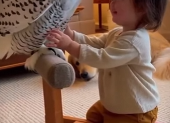 L0512003 El perro corrió al bosque sin razón y encontró ESTO (Parte 2)