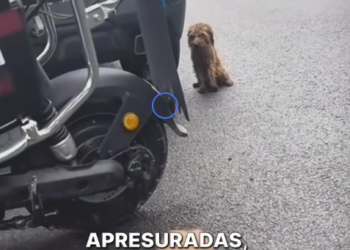 M1207006 No me ignores por ser un perrito callejero (Parte 2)