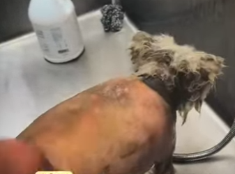 M1207003 Este perrito abandonado tenía su cuerpito muy maltratado