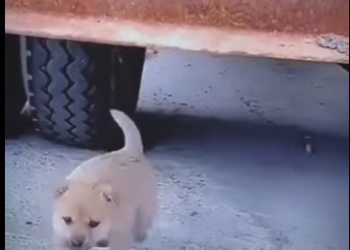 M1207004 Esta pequeña cachorrita fue abandonada