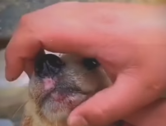 M1207001 Este perrito abandonado y enfermito