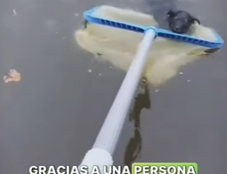 M1207005 Este perrito fue abandonado de ahogarse