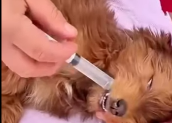 M1207007 Este perrito fue encontrado agonizando (Parte 2)