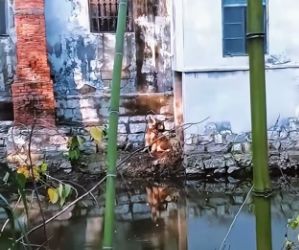 dog imprisoned in basement of fish pond kept howling (Part 2)