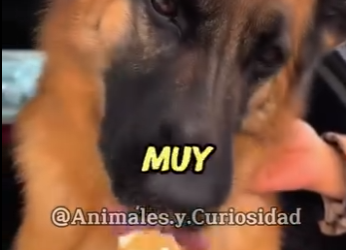 Y1201005 Este de aquí es el Pastor alemán (Parte 2)