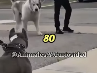 Y1201004 Este es el alabai (Parte 2)