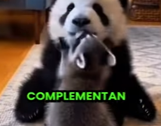 L0512007 untaron a un PANDA con un MAPACHE y pasó esto (Parte 2)