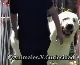 Y1201001 Perros que vencieron al cane corso (Parte 2)