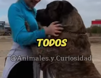 Y1201002 Este es el perro más peligroso del mundo (Parte 2)