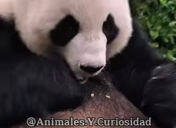 Y1201007 Es el Panda (Parte 2)