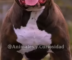 Y1201003 Quién ganaría Pitbull Rottweiler (Parte 2)