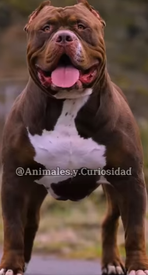 Y1201003 Quién ganaría Pitbull Rottweiler (Parte 2)