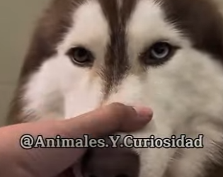 Y1201006 Las diez razas de perros más caras del mundo son (Parte 2)