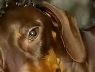 P1201004 mother raccoon showed up at our door during storm what she (Part 2)