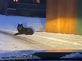 P1201002 wolf showed up at my door carrying her injured pup (Part 2)