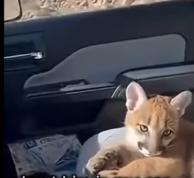 P1201003 saw vultures attacking young puma on mountain trail (Part 2)