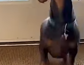 P1201004 mother raccoon showed up at our door during storm what she (Part 2)